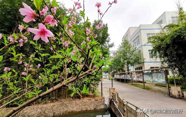 四川省犍為職業(yè)高級中學(四川省犍為職業(yè)高級中學官網)