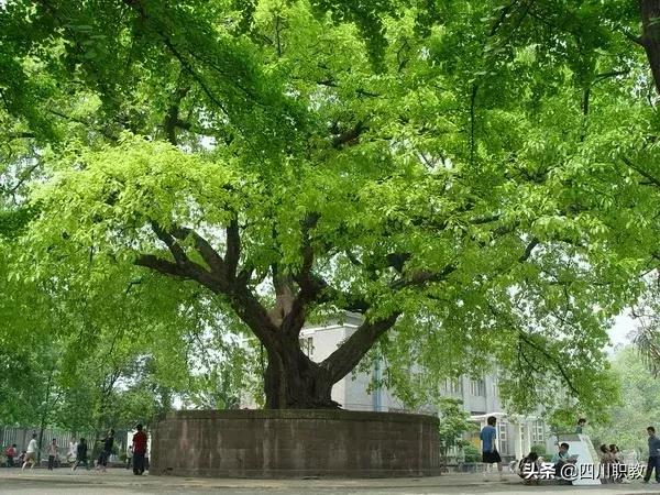 宜賓職業(yè)技術學校排名(宜賓職業(yè)學校有哪些專業(yè))